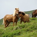 "Wilde" Pferde unterhalb der Malanser Alp