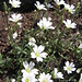 Cerastium alpinum L.   <br />Caryophillaceae<br /><br />Peverina alpina.<br />Céraiste des Alpes.<br />Gewoehenliches Alpen-Hornkraut.
