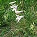 Paradisea liliastrum (l.) Bertol.   <br />Asparagaceae (Liliaceae p.p.)<br /><br />Paradisia.<br />Paradisie.<br />Weisse Trichterlillie.