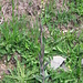Turritis glabra L.   <br />Brassicaceae<br /><br />Arabetta glabrescente.<br />Tourette glabre.<br />Turmkraut.