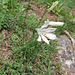 Paradisea liliastrum (L.) Bertol.   <br />Asparagaceae (Liliaceae p.p.)<br /><br />Paradisia.<br />Paradisie.<br />Weisse Trichterlillie.<br />