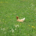 Una gallina veramente ruspante a Piane.