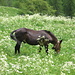 Un mulo nei pressi di Piane.