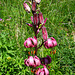 Türkenbundlilie (Lilium martagon)
