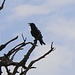 Kolkrabe (Corvus corax).