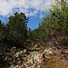 Nach dem man den Misch- und Buchenwald durchwandert hat, beginnt eine Zone mit dichtem Bewuchs von Legföhren (Pinus mugo subsp. mugo). Der Bergweg in Richtung Maglić geht durch den Legföhrenwald und ist auch hier hervorragend mit den typischen Zeichen markiert.