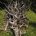 Ein abgestorbener Baum kann selbst nach Jahrzehnten noch ein Kunstwerk sein.