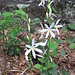 Anthericum liliago L.   <br />Asparagaceae (Liliaceae p.p.)<br /><br />Lilioasfodelo maggiore.<br />Anthéric à fleurs de lys.<br />Astlose Graslillie.
