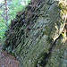 Felsen