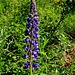 Lupine