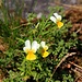 Wildes Stiefmütterchen