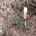 Crocus albiflorus Kit.   <br />Iridaceae<br /><br />Croco bianco.<br />Crocus du printemps.<br />Fruhlings-Krokus.<br />