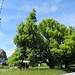 besonders schöner alter Baumbestand in Wessobrunn