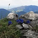 Bergfrühling, so schön!<br /><br />Quanto è bella la primavera in montagna!