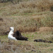 Albatross im Naturschutzgebiet am Ka'ena Point