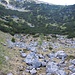 ganz schön viele Blöcke, danach geht's dann in einen lichten Wald