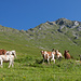 Maischüpfenspitz