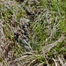 Diese Viper? hat uns gehörig eins gefaucht
