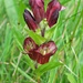 Purpur-Enzian (<i>Gentiana purpurea</i>) am Schwyberg