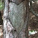 Scanalatura su un pino per raccoltare la linfa