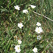 Cerastium alpinum L.   
Caryophyllaceae

Peverina alpina.
Céraistie des Alpes.
Gewoehnliches Alpen-Hornkraut.


