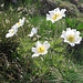 Pulsatilla alpina (L.) Delabre s. Str.   
Ranunculaceae

Pulsatilla bianca.
Pulsatille des Alpes.
Weisse Alpen-Anemone.