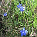 Gentiana verna L.   
Gentianaceae

Genziana primaticcia.
Gentiane printaniére.
Frühlings-Enziane.