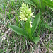 Dactylorhiza sambucina (L.) Soò   
Orchidaceae

Orchide sambucina.
Orchis à odeur de sureau.
Holunder-Knabenkraut.