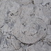 Ammonite fossile.