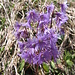 Soldanella alpina L.   
Primulaceae

Soldanella comune.
Soldanelle des Alpes.
Grosses Alpengloechken.