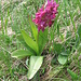Dactylorhiza sambucina (L.) Soò   
Orchidaceae

Orchide sambucina.
Orchis à odeur de sureau.
Holunder-Knabenkraut.