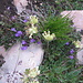 Anthyllis vulneraria subsp. alpestris (Schult.) Asch. & Graebn.   
Fabaceae

Vulneraria delle Alpi.
Anthyllide alpestre.
Alpen-Wundklee.