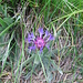 Centaurea montana L.   
Asteraceae

Fiordaliso montano.
Centurée des montagnes.
Berg-Flockenblume.