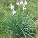 Asphodelus albus Mill.   
Xanthorrhoeaceae (Liliaceae p.p.)

Asfodelo montano.
Asphodèle blanc.
Weisser affodill.