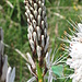 Asphodelus albus Mill.    
Xanthorroheaceae (Liliaceae p.p.)

Asfodelo montano.
Asphodèle blanc.
Weisser affodill.
