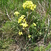 Biscutella laevigata L.   
Brassicaceae

Biscutella montanina.
Biscutelle.
Glatten Brillenschoechten.