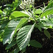 Sorbus aria (L.) Crantz   
Rosaceae

Sorbo montano.
Alisier blanc.
Echter Mehlbeerbaum.