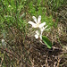 Amelanchier ovalis Medik.   
Rosaceae

Pero corvino.
Amélanchier.
Felsenmispel.