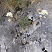 Saxifraga paniculata Mill.   
Saxifragaceae

Sassifraga alpina.
Saxifrage paniculée.
Trauben-Steinbrech.