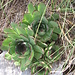 Sempervivum tectorum subsp. alpinum (Griseb & Schenk) Arcang.   
Crassulaceae

Semprevivo delle Alpi.
Joubarbe des Alpes.
Alpen-Dach-Hauswurz.