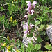 Bartsia alpina L.   
Orobanchaceae (incl. Scrophulariaceae p.p.)

Bartsia.
Bartsia des Alpes.
Alpenhelm.