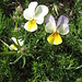 Viola tricolor L.    
Violaceae

Viola del pensiero.
Pensée tricolore.
Gewoehnliches Feld-Stefmütterchen.