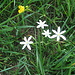 Ornithogalum ombrellatum L.   
Asparagaceae (Liliaceae p.p.)

Latte di gallina ad ombrella.
Dame d'onze heures.
Doldiger Milchstern.