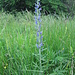 Echium vulgare L.   
Boraginaceae

Viperina azzurra.
Vipérine commune.
Gemeiner Natterkopf.
