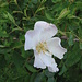 Rosa canina L.   
Rosaceae

Rosa canina, rosa selvatica comune.
Rosier des chiens.
Hunds-Rose.