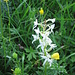 Platanthera bifolia (L.) Rich.
Orchidaceae

Platantera comune.
Platanthère à deux feuilles.
Weisses Breitkoelbchen.
