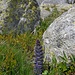 unmittelbar vor dem Isabrüggli, Blick zurück