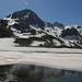 Seehorn