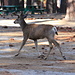 A deer wandering through the campground