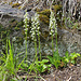 Weisses Breitkölbchen (Platanthera bifolia)